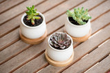 Ceramic Planter Pots Set of 3