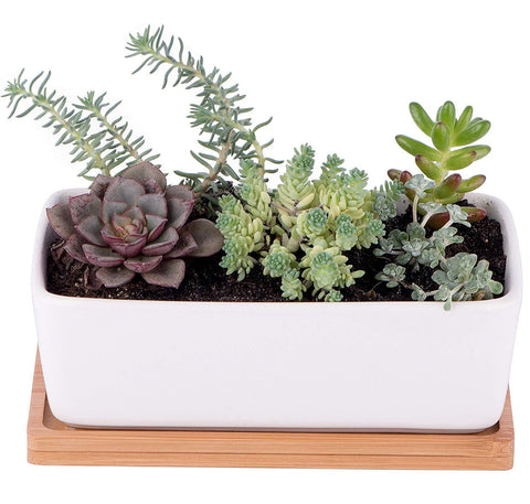 Small White Ceramic Succulent Planter Pot